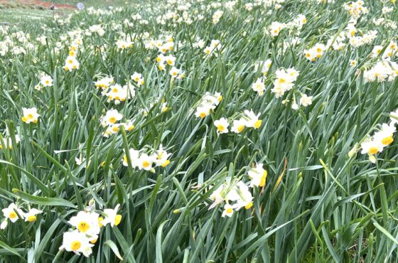 2026年度生徒さん募集のお知らせ♪