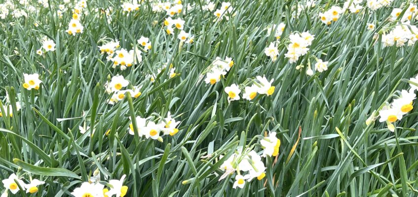 2026年度生徒さん募集のお知らせ♪